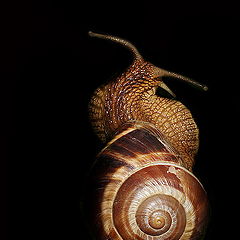 фото "Gastropoda No.1"