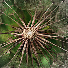 photo "taraxacum"