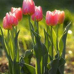 фото "Расцвели тюльпаны"