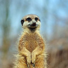 photo "Meerkat"