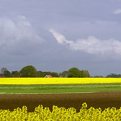 фото "Rapeseed panorama..."