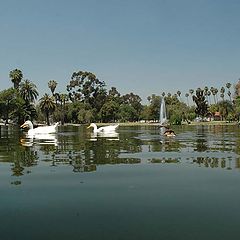 photo "A ducks eye view."