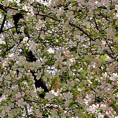 photo "Apple-trees in blossom"