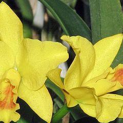 фото "Cattleya Orchid"