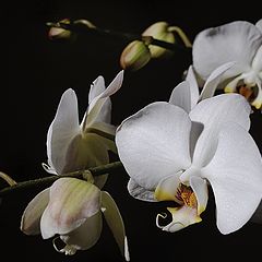 photo "white orchids"