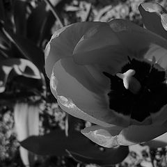 photo "a tulip"