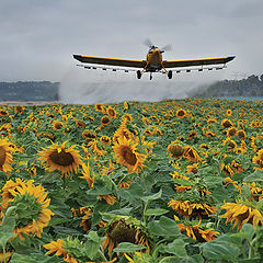 фото "Sunflowers"