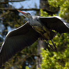 photo "Gray Heron in flight"