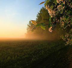 фото "Черемуха"