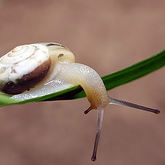 фото "Gastropoda No.3"