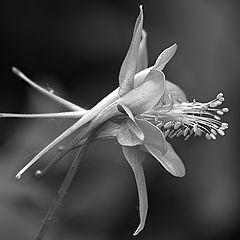 фото "Aquilegia"