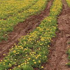 photo "Field of dandelions"