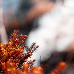 photo "Autumn motives of The Murmansk spring"