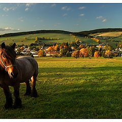 photo "of grassland"