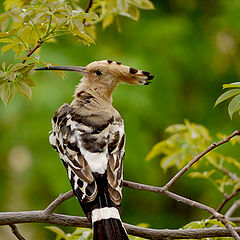 photo "Hoopoe"