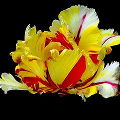 фото "TULIP"