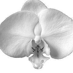 photo "Phalaenopsis. White Wedding."