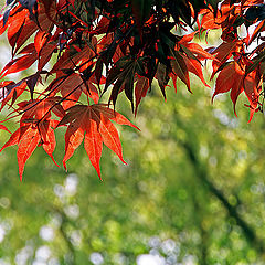 photo "Japanese Maple"