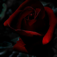 фото "dark rose"