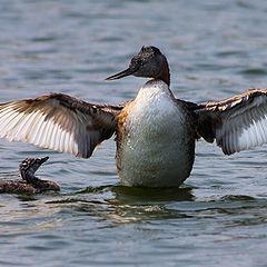 фото "big daddy (podiceps major)"