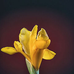 photo "Yellow Iris"