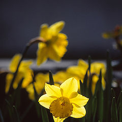 photo "mountain flowers"