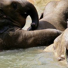фото "Elephant bath."