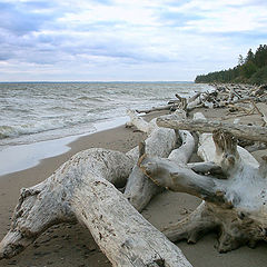 photo "Beach Skeletons"