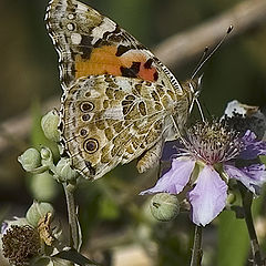 фото "Estuary Butterfly"