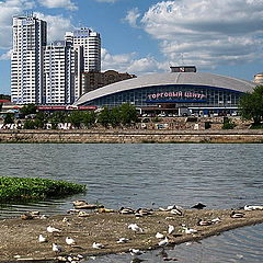 photo "Bird Island"