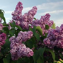 photo "The Lilac"