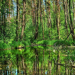 фото "Лес"