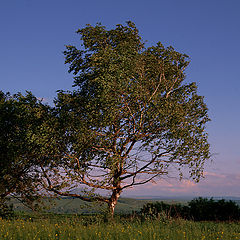 photo "Evening at the edge of a field"