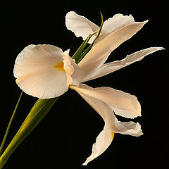 photo "Iris"