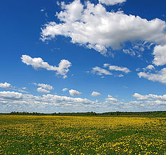 фото "в весенних лугах"