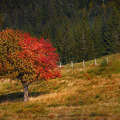 фото "Burning tree"