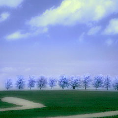 photo "Mystical Trees"