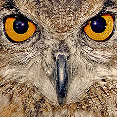 photo "Beware of this Owl"