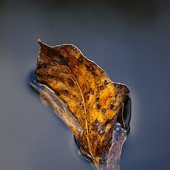 photo "Laef on water"