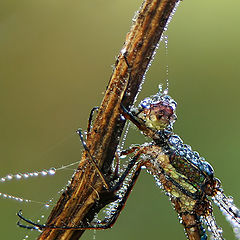 photo "Close up dragonfly"