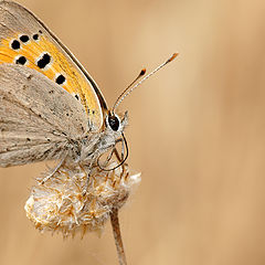 photo "Lycaena Phalaes"