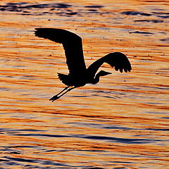 photo "flying low"