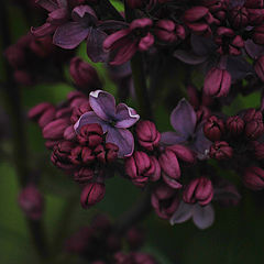 фото "the lilac"