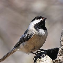 photo "Chickadee"