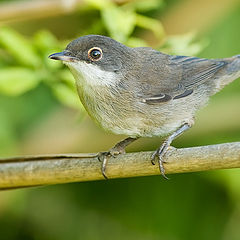 photo "bird"