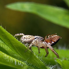 фото "Araneae No.4"