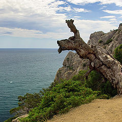 фото "Отшельник"