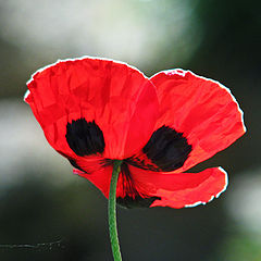 photo "Poppy"