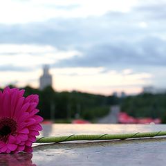 фото "Gerbera"