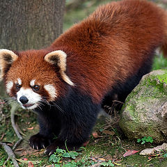 photo "Red panda"